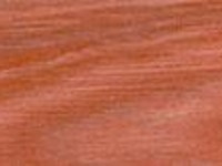 Sydney Blue Gum